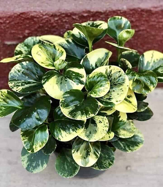 Peperomia Obtusifolia Variegata (Alacalı Peperomia)
