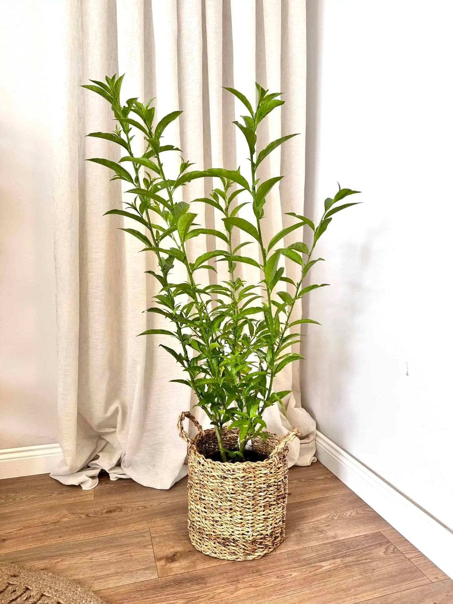 Melisa Çiçeği – Kolonya Çiçeği (50-60 cm)