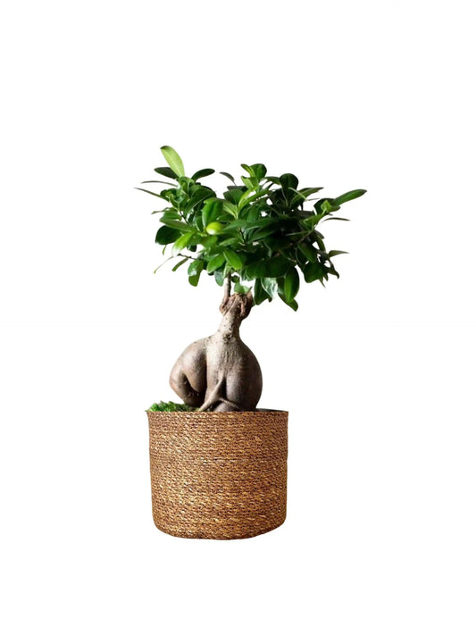 Kokedama Ficus Bonsai Ginseng – Masa Boy