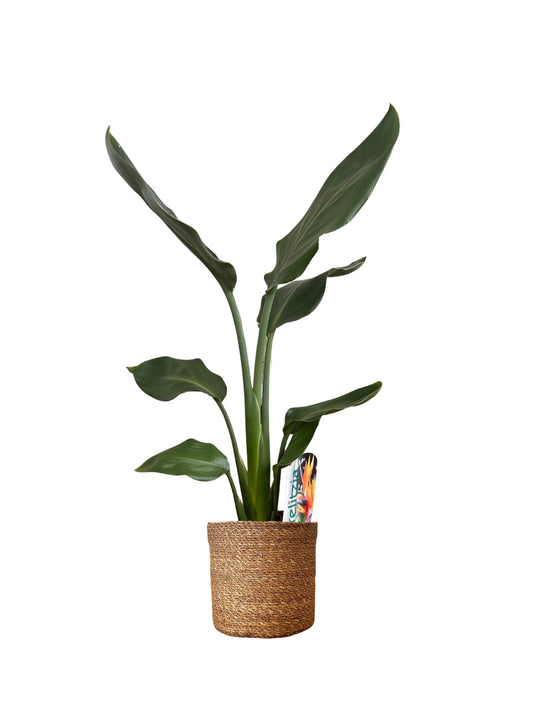 Starliçe (Strelitzia Regina) | Dekoratif Saksıda 40 cm