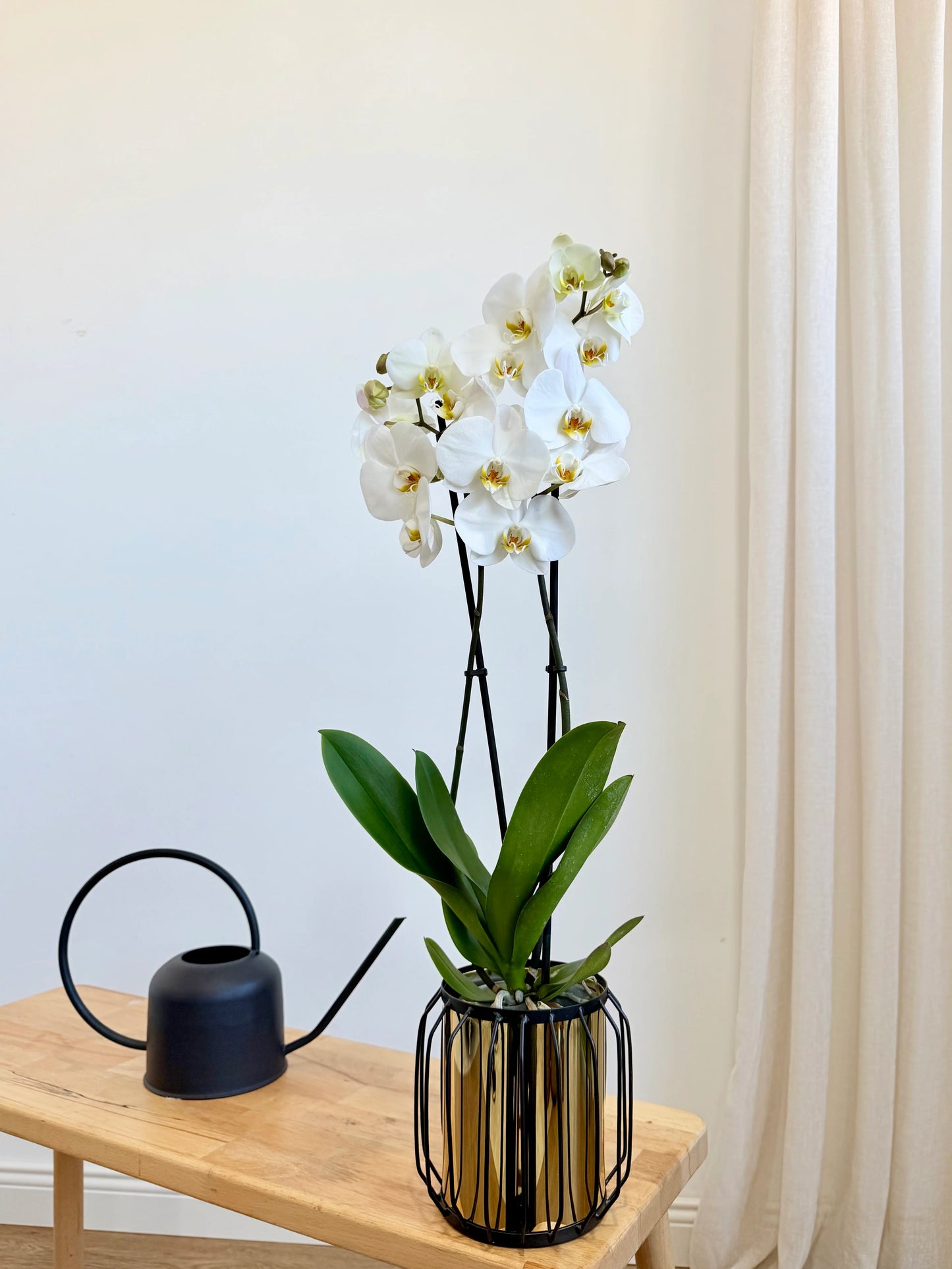 Orkide Çift Dallı Beyaz (Phalaenopsis) – İthal