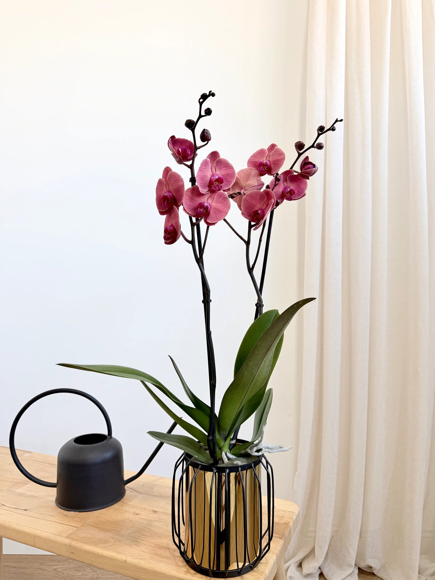 Orkide Çift Dallı Somon (Phalaenopsis) – (İthal)