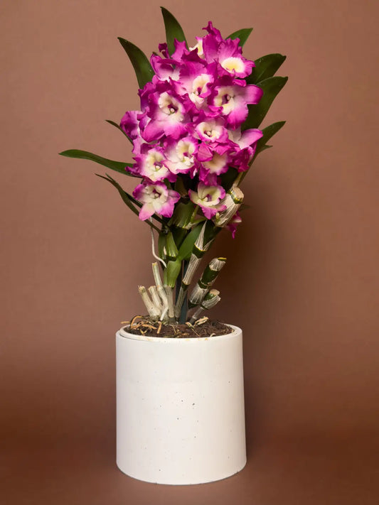Dendrobium Orkide – Fuşya Çiçekli