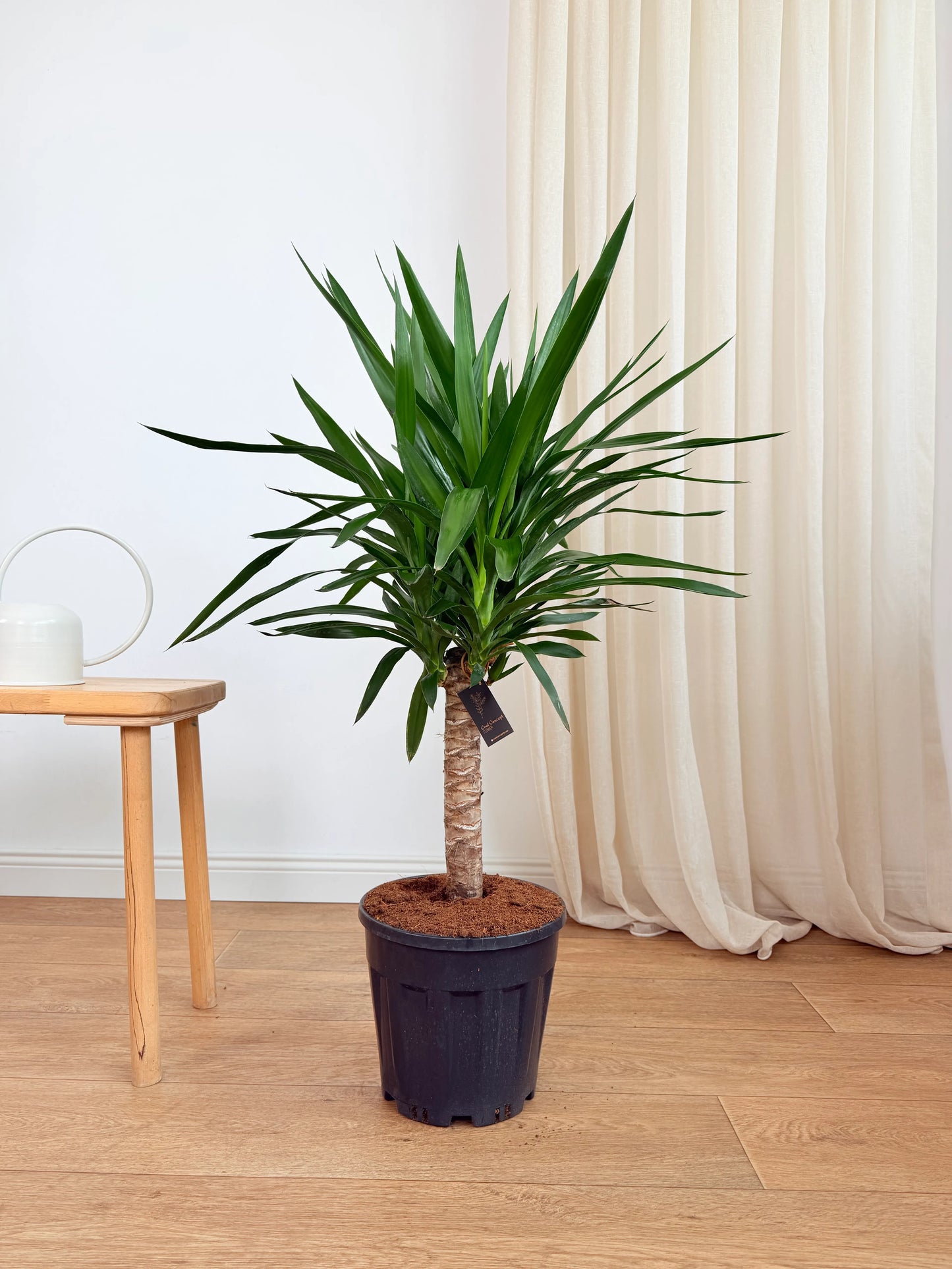Anaç Yuka (Yucca Elephantipes) | 110–120 cm