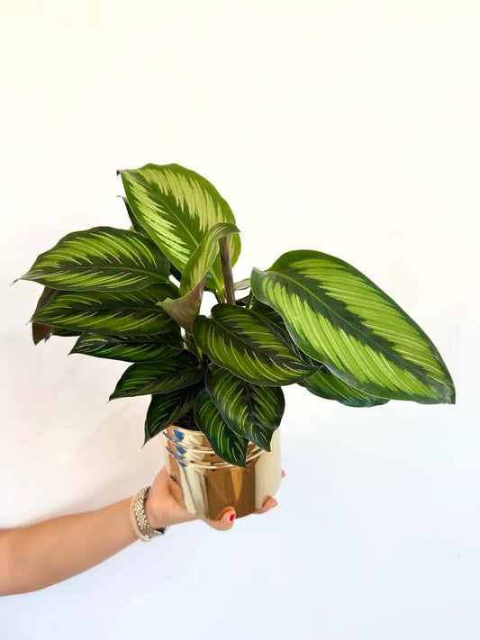 Calathea Beauty Star (Kalatya Dua Çiçeği)