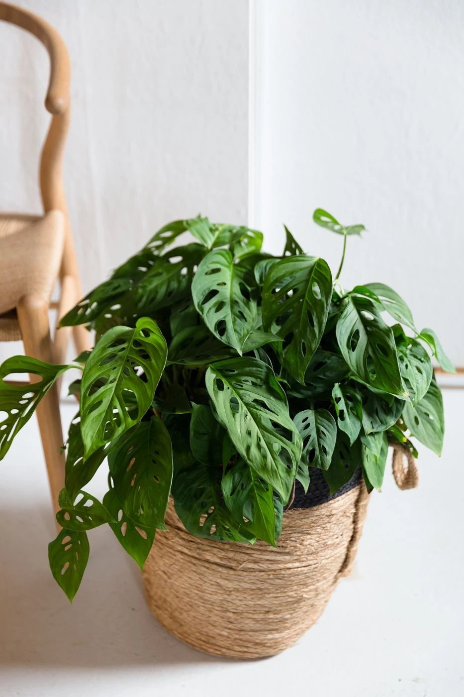 Monstera Adansonii Masa Boy (Monkey Mask)