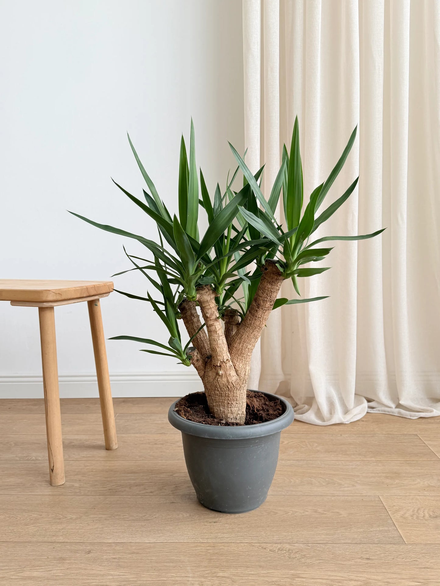 Anaç Çatallı Yuka (Yucca Elephantipes) | Premium Seçki