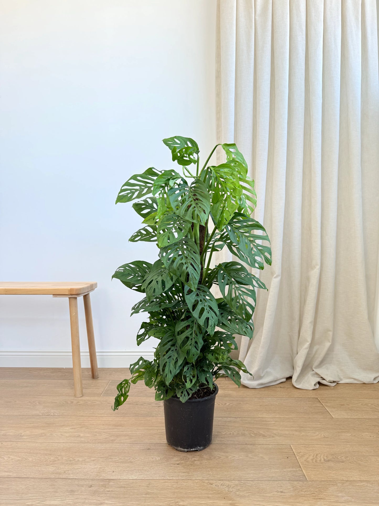 Monstera Adansonii – Monkey Monstera (100-110 cm)