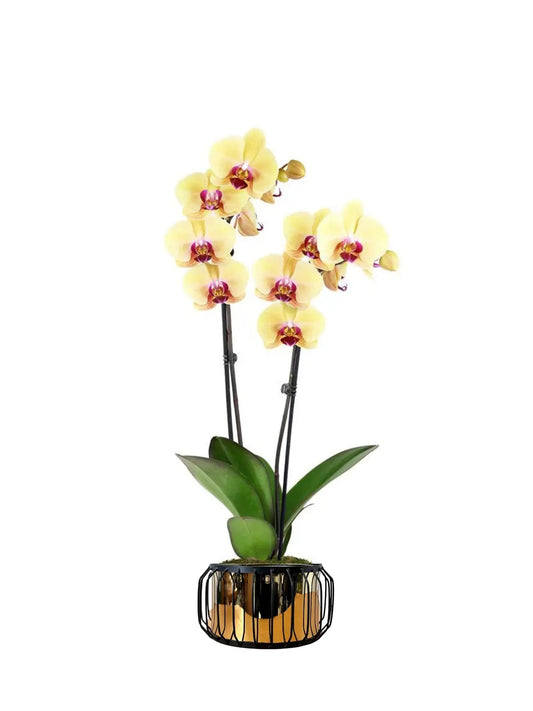 Orkide Çift Dallı Sarı (Phalaenopsis) – İthal Premium