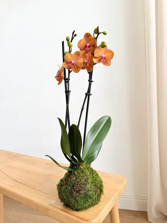 Kokedama Multi Orkide Somon