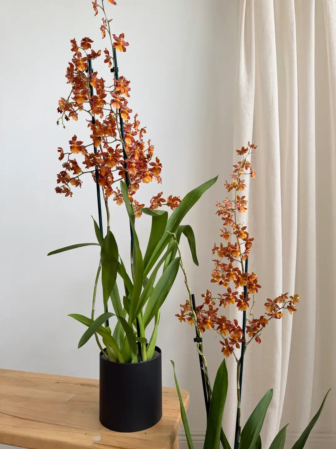 Nadir Cambria (Oncidium) Orkide – Turuncu Bakır Tonlu