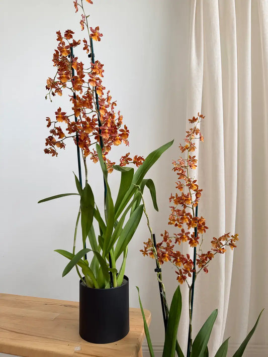 Nadir Cambria (Oncidium) Orkide – Turuncu Bakır Tonlu