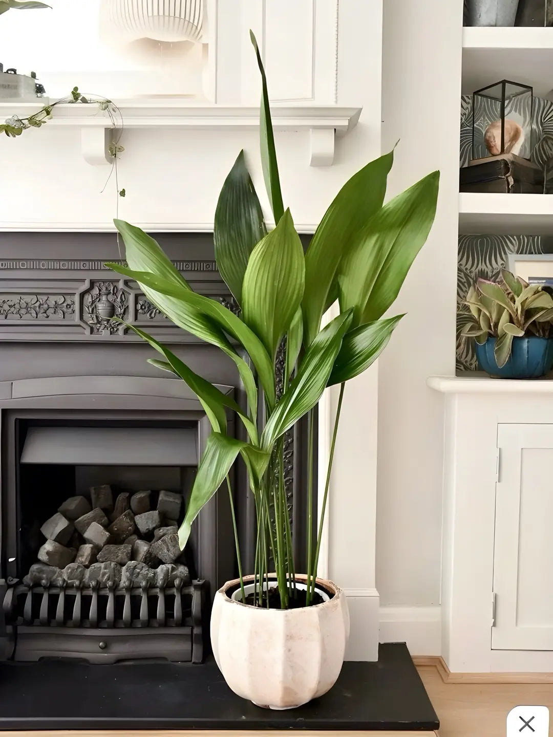 Aspidistra Elatior – Salon Yaprağı (Cast Iron Plant)