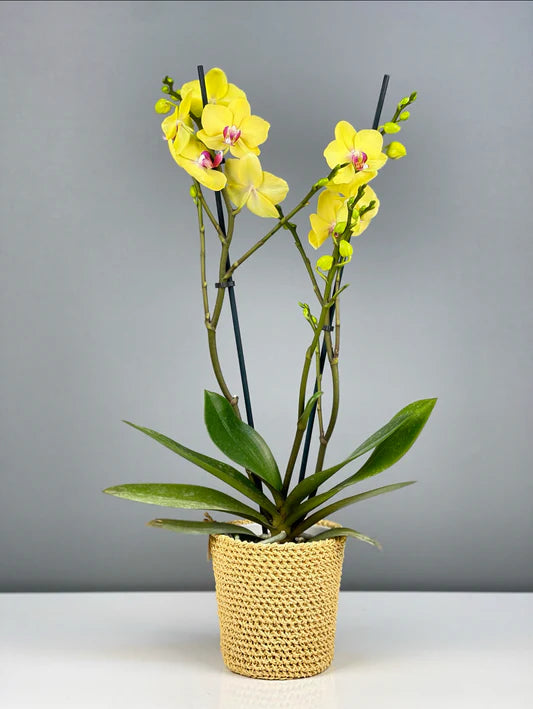 Orkide Çift Dallı Sarı (Phalaenopsis) – İthal Premium