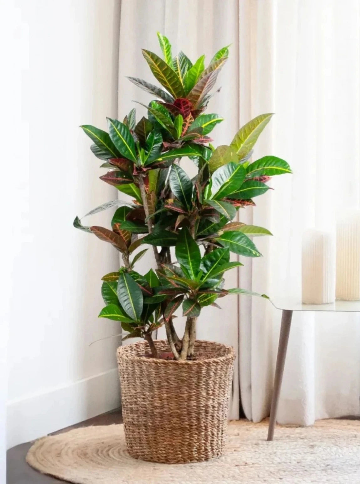 Croton Petra – Anaç Seri (70-80 cm)