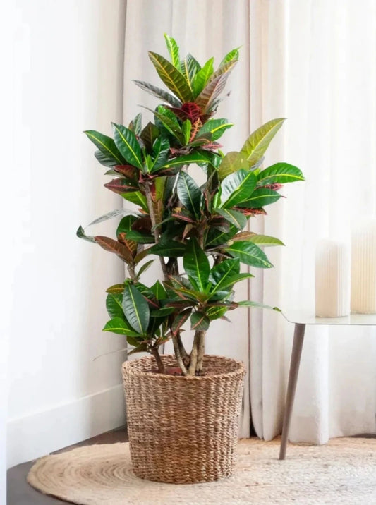Croton Petra – Anaç Seri (70-80 cm)