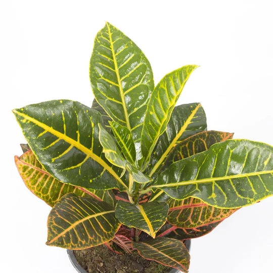 Croton Petra – Anaç Seri (70-80 cm)