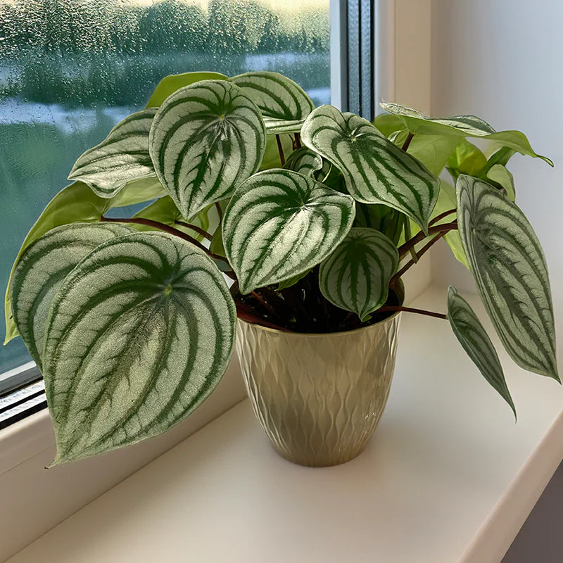 Peperomia Watermelon (Karpuz Peperomia)