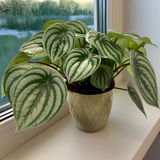 Peperomia Watermelon (Karpuz Peperomia)