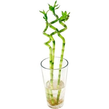 Üçlü Şans Bambusu Seti – Dekoratif Lucky Bamboo Tasarımı (50-60 cm)
