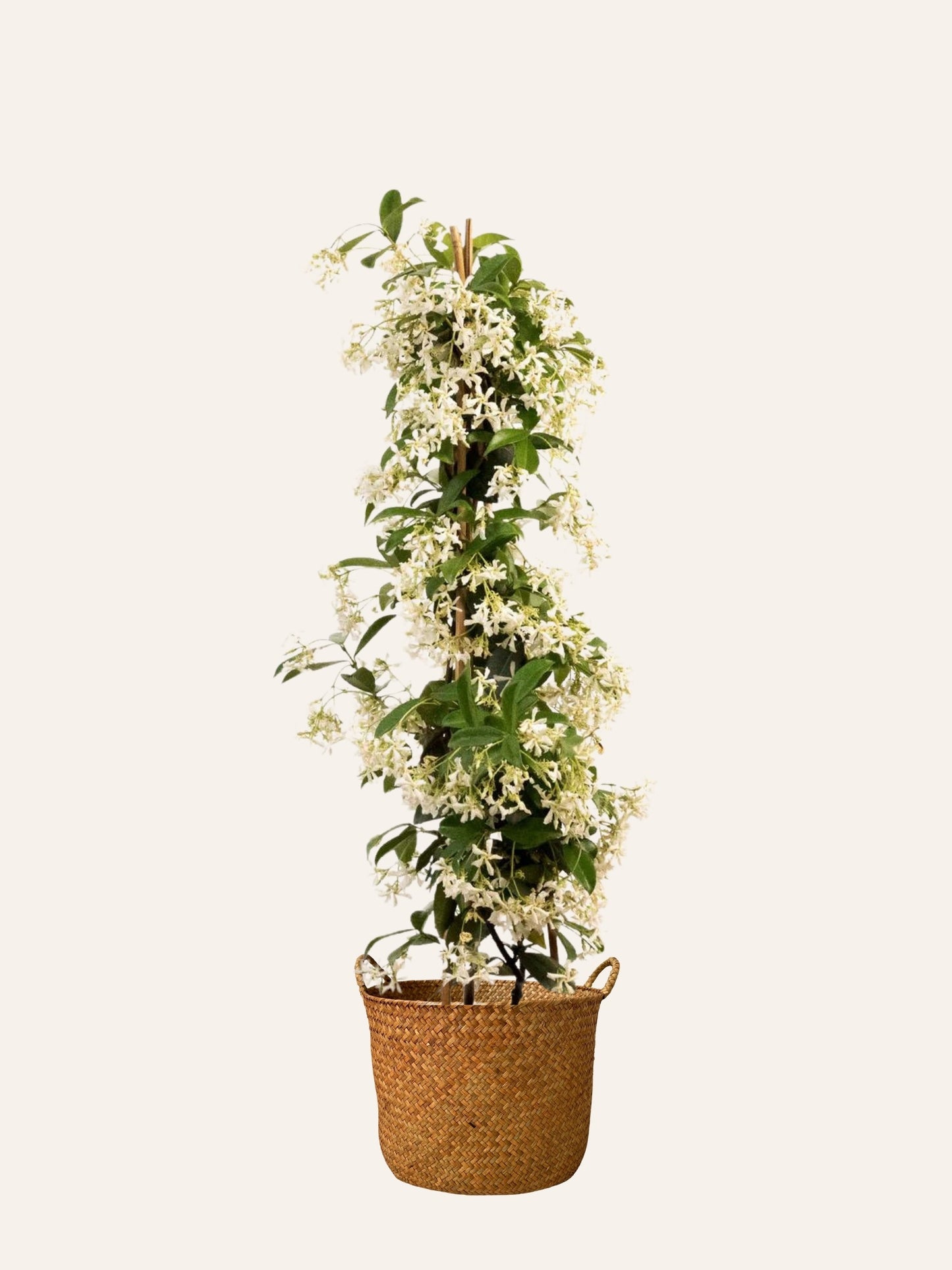Yasemin Çiçeği – Jasmin Estrella (100-120 cm)
