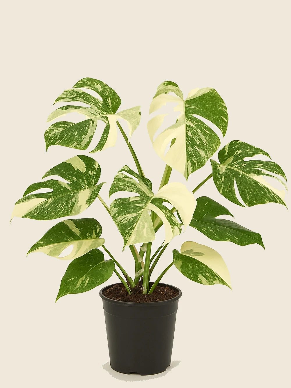 Monstera Deliciosa Variegata (Nadir Koleksiyon Serisi)
