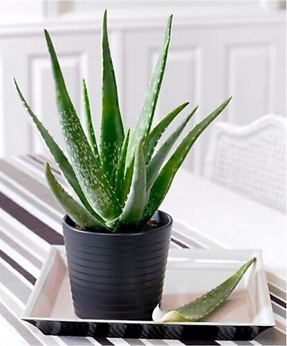 Aloe Vera Barbadensis – Masa Boy
