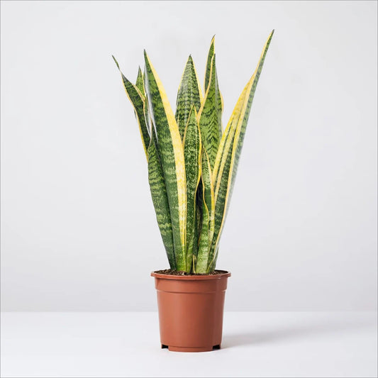 Kılıç Çiçeği Sarı-Yeşil (Sansevieria Trifasciata)