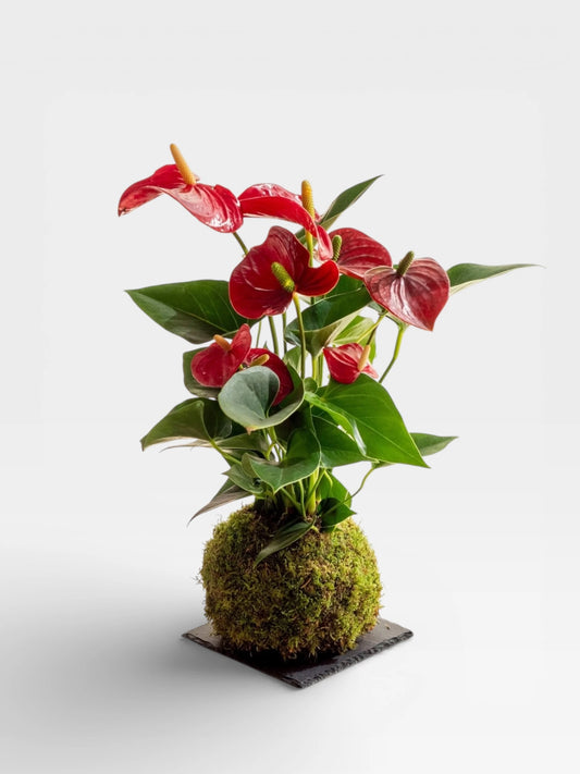 Kokedama Antoryum (Anthurium)