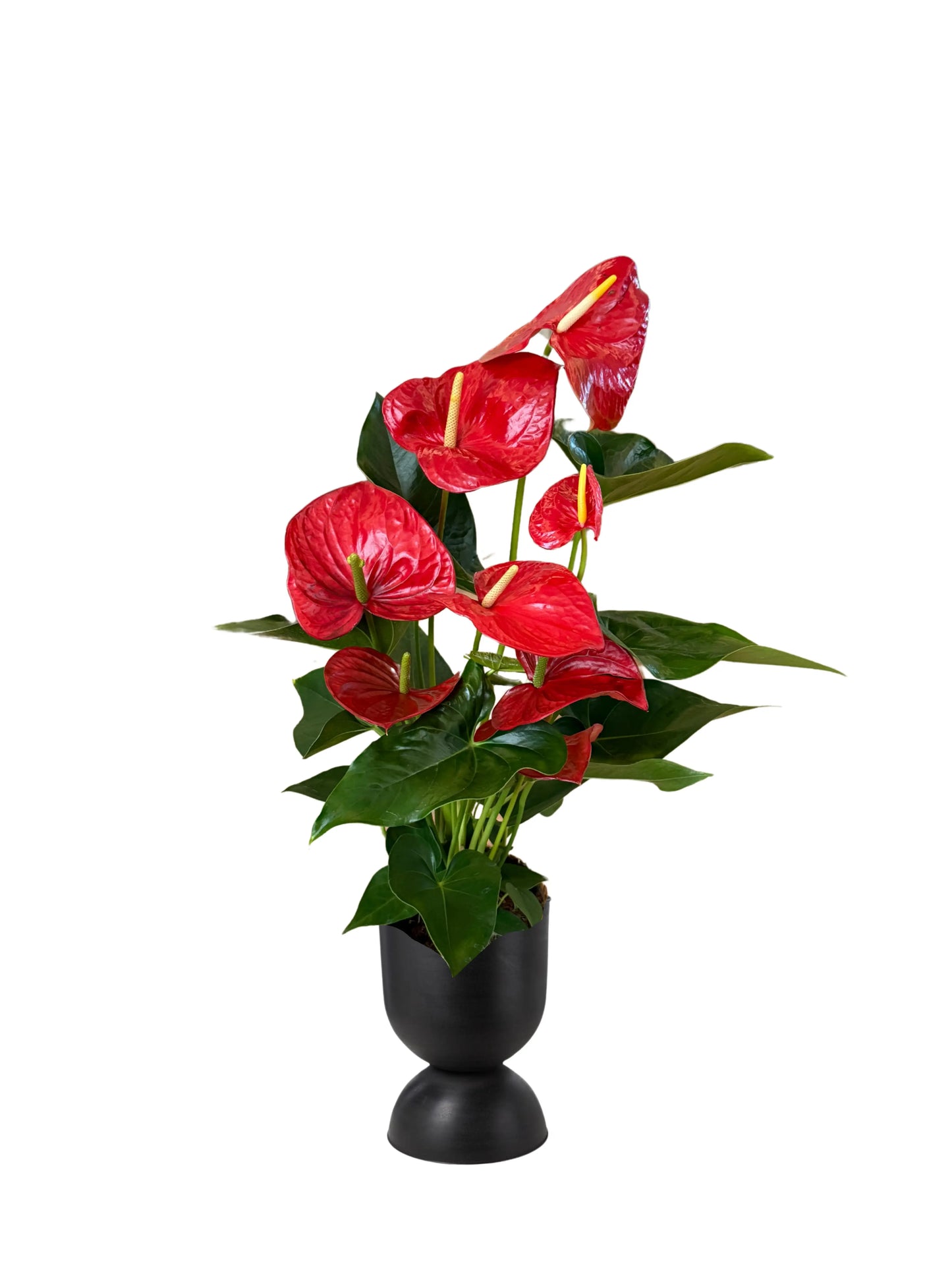 Kırmızı Antoryum (Anthurium) – (80-90 cm)