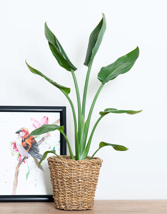 Starliçe (Strelitzia Regina) | Dekoratif Saksıda 40 cm