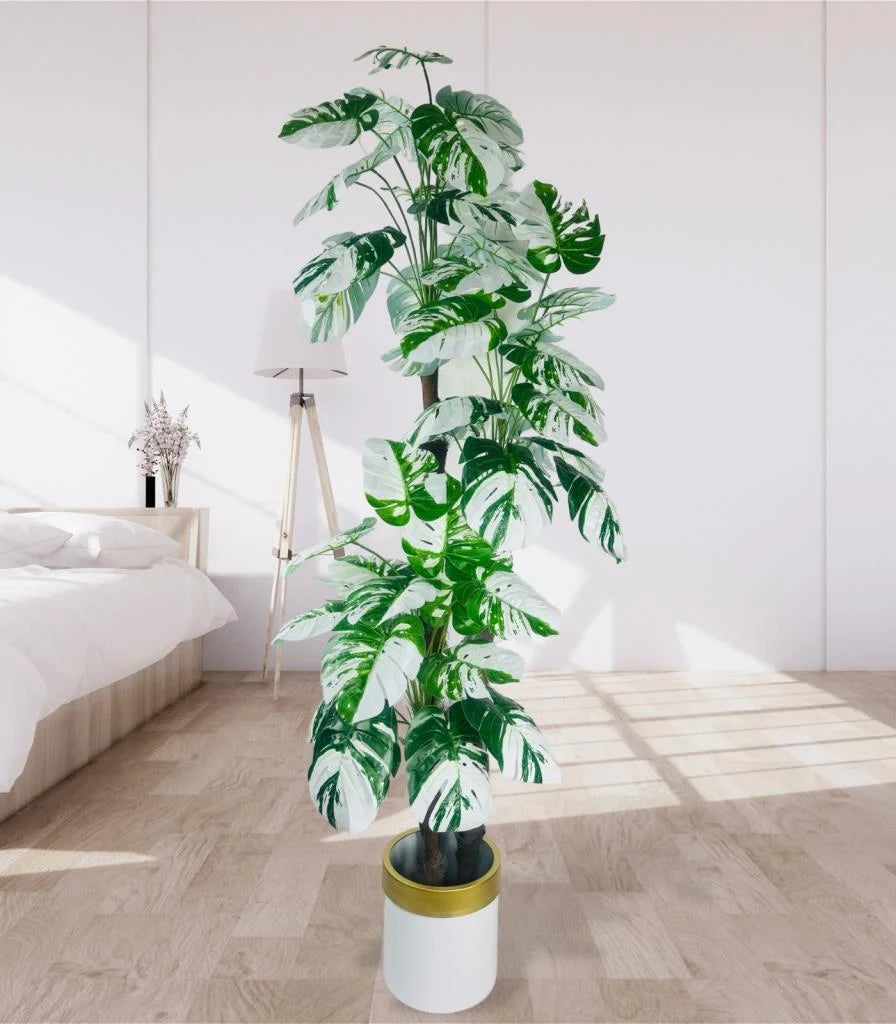 Monstera Deliciosa Variegata (Nadir Koleksiyon Serisi)